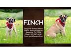 Adopt Finch a Tan/Yellow/Fawn Shepherd (Unknown Type) / Mixed dog in SEAGOVILLE