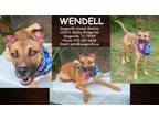 Adopt Windell a Tan/Yellow/Fawn Shepherd (Unknown Type) / Mixed dog in