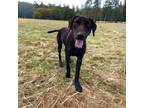 Adopt Diezel a Black Labrador Retriever / Mixed dog in Kenedy, TX (38716644)