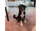 Adopt Bailey a Black Border Collie / Mixed dog in Kenedy, TX (38716643)