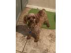 Adopt Dodie a Red/Golden/Orange/Chestnut Poodle (Miniature) / Mixed dog in High