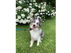 Adopt Athena a Merle Australian Shepherd / Mixed dog in Wethersfield