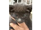 Adopt Orchid a All Black Domestic Shorthair / Domestic Shorthair / Mixed cat in