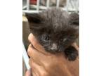 Adopt Ozzie a All Black Domestic Shorthair / Domestic Shorthair / Mixed cat in