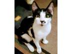 Adopt Susie's Lilly a Black & White or Tuxedo Domestic Shorthair (short coat)