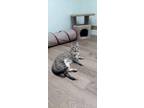 Adopt Melody a Brown or Chocolate Domestic Shorthair / Domestic Shorthair /