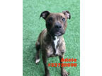 Adopt Adele -Stray a Brindle American Pit Bull Terrier / Mixed dog in Wilkes