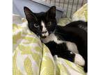 Adopt Vivi a All Black Domestic Shorthair / Mixed cat in Lindenwold