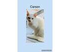 Adopt Carson a Domestic Shorthair / Mixed (short coat) cat in Crystal Lake