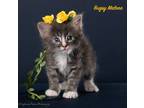 Adopt Bugsy Malone a Domestic Mediumhair / Mixed (long coat) cat in San Jacinto