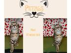 Adopt Petals a Brown Tabby American Shorthair (medium coat) cat in Muncie