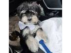 Maltese Puppy for sale in Pflugerville, TX, USA