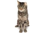 Adopt Zale a Brown Tabby Domestic Shorthair (short coat) cat in Kalamazoo