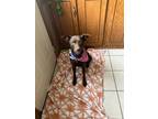 Adopt Cinnamon a Brown/Chocolate Labrador Retriever / Mixed dog in Cabot
