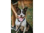 Adopt Reddington a Black - with White American Staffordshire Terrier / American