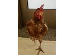 Adopt Artichoke a Brown Chicken / Mixed bird in Westland, MI (38715638)