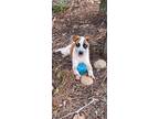 Adopt Stormy Girl a Blue Heeler dog in Gillsville, GA (38710752)