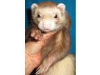 Adopt Cashew a Ferret small animal in Lyons, IL (38715417)