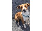 Adopt Bonnie a Tan/Yellow/Fawn Hound (Unknown Type) / Mixed dog in Blue Ridge