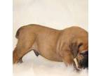 Boerboel Puppy for sale in Laramie, WY, USA