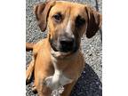 Adopt Clyde a Tan/Yellow/Fawn Hound (Unknown Type) / Mixed dog in Blue Ridge