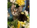 Adopt 7/13 - Crystal a Domestic Mediumhair / Mixed (short coat) cat in