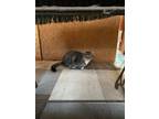 Adopt Skipper a Domestic Shorthair / Mixed (short coat) cat in Bourbonnais