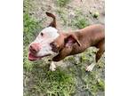Adopt Zeus a Brown/Chocolate - with White American Pit Bull Terrier / Mixed dog