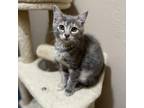 Adopt Naira a Gray or Blue Domestic Shorthair / Mixed cat in Houston