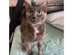 Adopt Yen a Gray or Blue Domestic Shorthair / Mixed cat in Houston