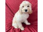 Cavapoo Puppy for sale in Dundalk, MD, USA