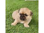 Pekingese Puppy for sale in Round Rock, TX, USA