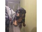 Rottweiler Puppy for sale in Bakersfield, CA, USA