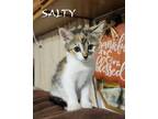 Adopt Salty a Calico or Dilute Calico Domestic Shorthair (short coat) cat in