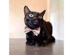 Adopt Jasper a All Black Domestic Shorthair / Mixed cat in Buena Park