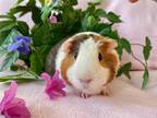 Adopt Summer a White Guinea Pig (short coat) small animal in Hughesville