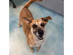 Adopt Ryce a Tan/Yellow/Fawn Shepherd (Unknown Type) / Mixed dog in Corpus