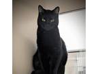 Adopt Hannah a All Black Domestic Shorthair / Mixed cat in Ballston Spa