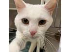 Adopt Lancaster a White Domestic Shorthair / Mixed cat in Lindenwold