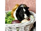 Adopt Winston a Tortoiseshell Guinea Pig (short coat) small animal in