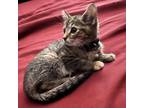 Adopt Brie Shomo a Brown or Chocolate Domestic Shorthair / Mixed cat in