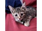 Adopt Pepper-Jack Shomo a Brown or Chocolate Domestic Shorthair / Mixed cat in