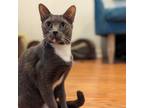 Adopt Tempesta a Gray or Blue Domestic Shorthair / Mixed cat in Fort Lauderdale