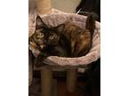 Adopt Twix a Tortoiseshell Domestic Shorthair / Mixed (medium coat) cat in