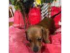 Dachshund Puppy for sale in Sherman, TX, USA