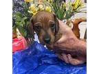 Dachshund Puppy for sale in Sherman, TX, USA