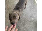Adopt Julia a Gray/Silver/Salt & Pepper - with Black American Pit Bull Terrier /
