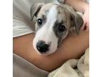 Whippet Puppy for sale in Long Grove, IL, USA