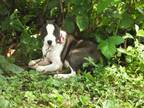 Adopt Darla a Black Husky / Mixed dog in Walpole, MA (38714107)