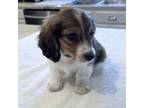 Dachshund Puppy for sale in French Lick, IN, USA